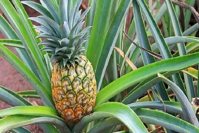 Oahu Grand Circle Island Experience from Waikiki - FAQ