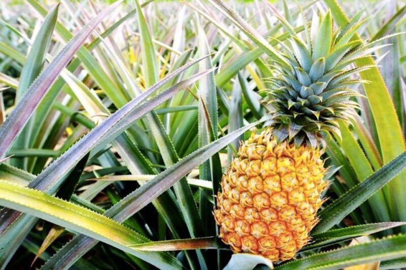 Oahu: Guided Tour of North Shore and Waimea Botanical Garden - The Guides and Overall Experience