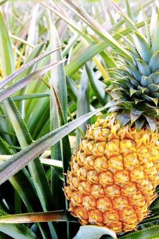 Oahu: Guided Tour of North Shore and Waimea Botanical Garden - Frequently Asked Questions