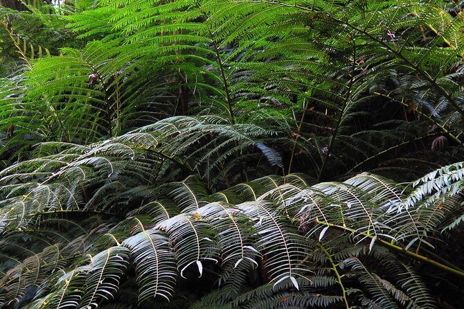 Oahu Hidden Waterfall Hike: A Tropical Paradise Adventure - Who Will Love This Tour?