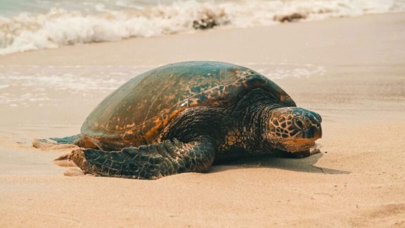 Oahu: Highlights of Oahu Small Group Tour - An Inside Look at the Oahu Highlights Tour