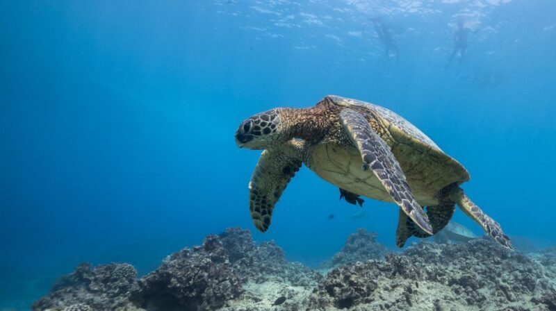 Oahu: Honolulu Turtle Canyon Snorkeling Tour - Exploring the Details of the Honolulu Turtle Canyon Snorkeling Tour