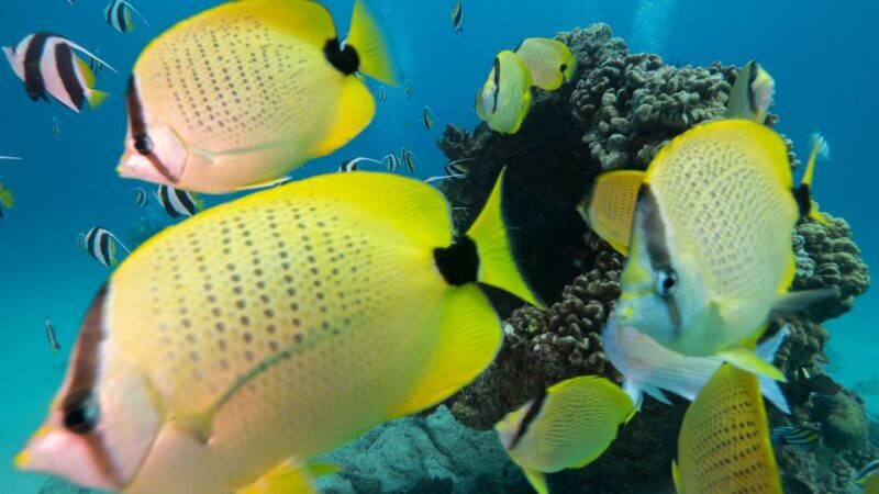 Oahu: Honolulu Turtle Canyon Snorkeling Tour - Final Thoughts: Is It Right for You?