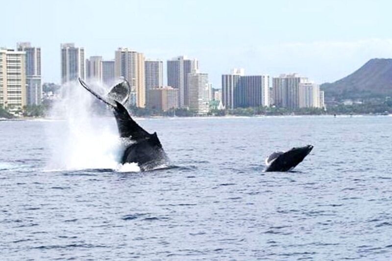 Oahu: Honolulu Whale Watching Cruise - Oahu: Honolulu Whale Watching Cruise — A Detailed Review