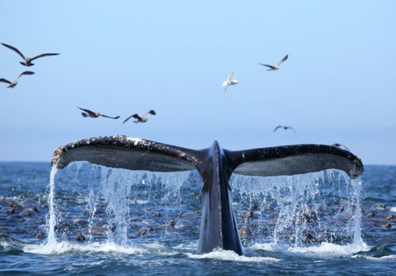 Oahu: Honolulu Whale Watching Cruise - The Itinerary in Detail