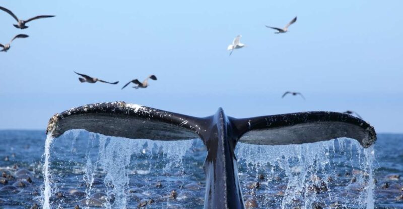 Oahu: Honolulu Whale Watching Cruise - Authentic Experiences and Real Traveler Feedback