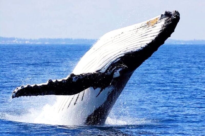 Oahu: Honolulu Whale Watching Cruise - Analyzing the Value: Price vs. Experience