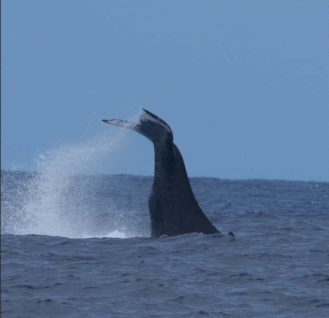 Oahu: Humpback Whale Watching Tour - Key Points