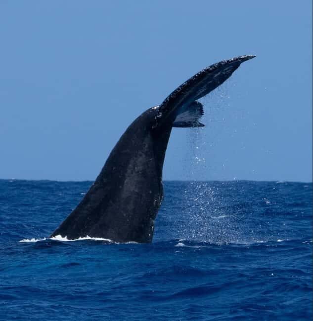 Oahu: Humpback Whale Watching Tour - The Sum Up