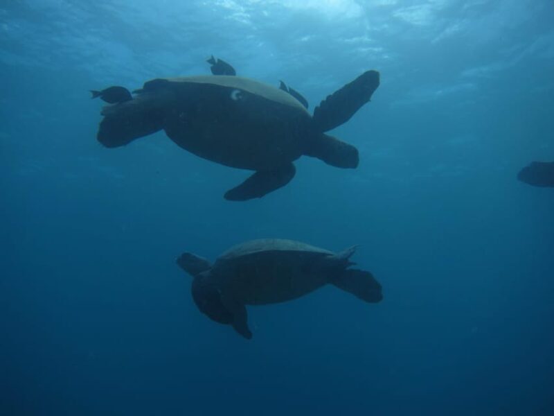 Oahu: Luxury Day Sailboat Charter - A Practical Guide to the Oahu Luxury Day Sailboat Charter