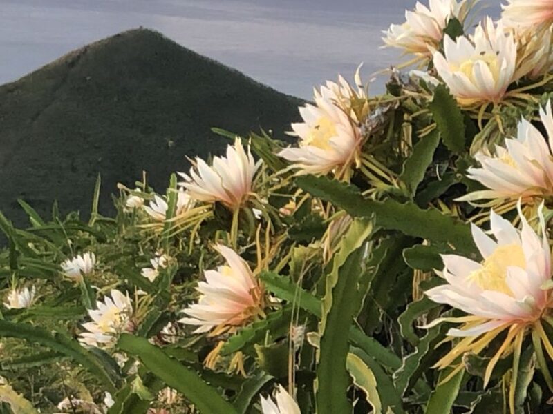 Oahu: Manoa Falls Hike and east side beach day - FAQs