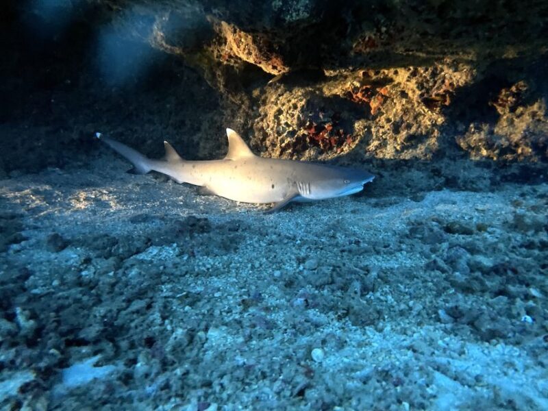 Oahu Night Dive: Adventure for Certified Divers - The Complete Experience: An In-Depth Review