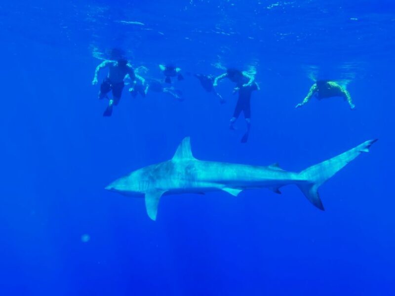 Oahu: North Shore Cageless Shark Snorkeling Tour - Why This Tour Stands Out