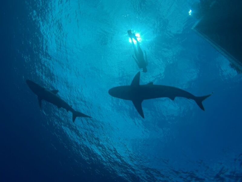 Oahu: North Shore Cageless Shark Snorkeling Tour - The Experience and Atmosphere