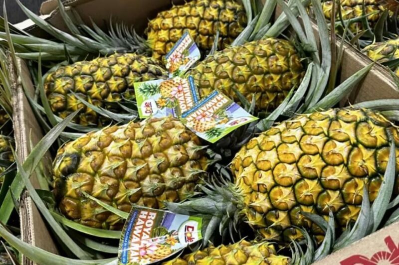 Oahu: North Shore Dole Pineapple Farm Tour - Final Words