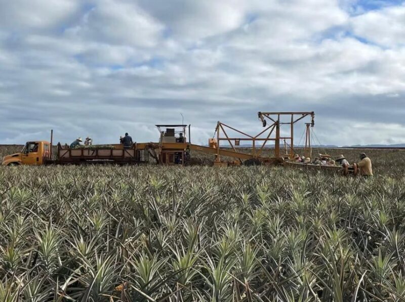 Oahu: North Shore Dole Pineapple Farm Tour - FAQ