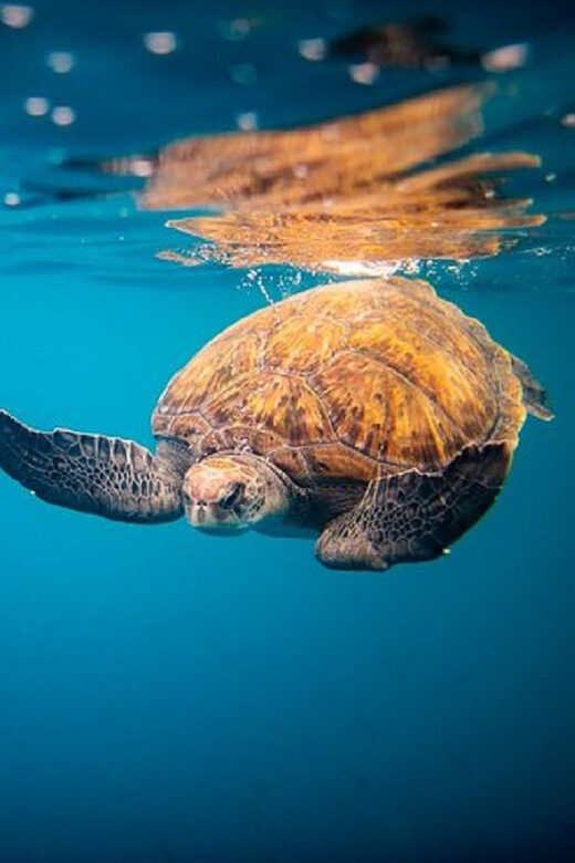 Oahu: North Shore Snorkeling Tour from Haleiwa - The Sum Up