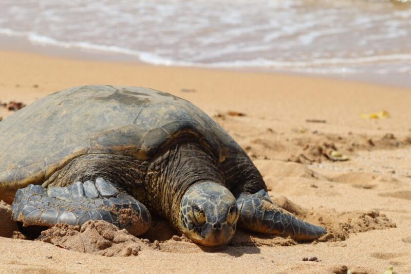 Oahu: Oahu Ultimate Grand Circle Island Tour - Exploring the Full Day Itinerary