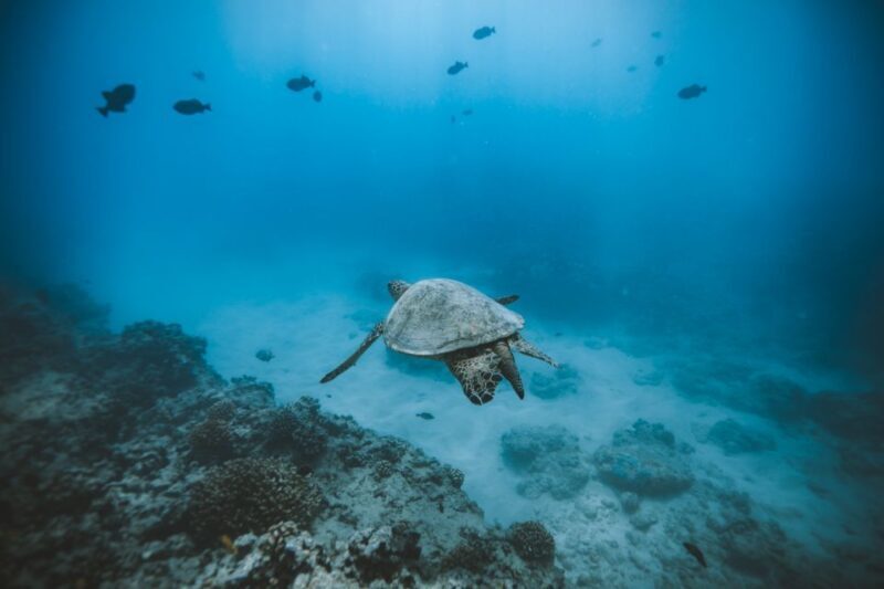 Oahu: Private Turtle Snorkeling with Customizable Itinerary - Key Points