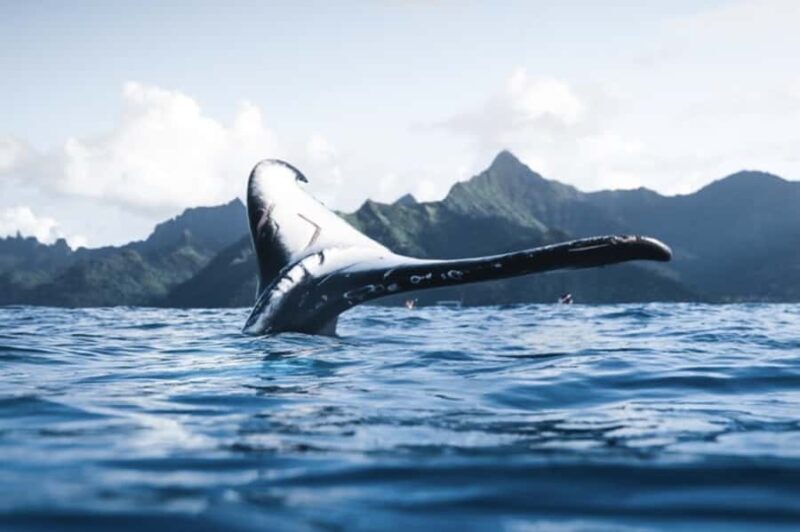 Oahu: Private Whale-Watching Tour - 6 passengers max - Itinerary Breakdown
