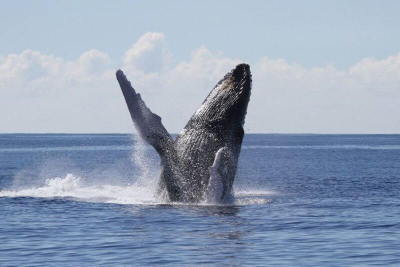 Oahu: Seasonal Whale Watch Cruise - Oahu: Seasonal Whale Watch Cruise – A Balanced Look at Hawaii’s Marine Marvel