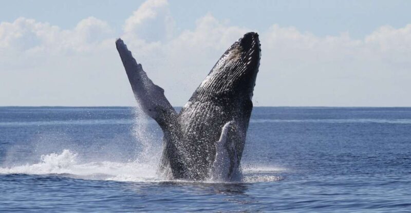 Oahu: Seasonal Whale Watch Cruise - Why This Tour Offers Good Value