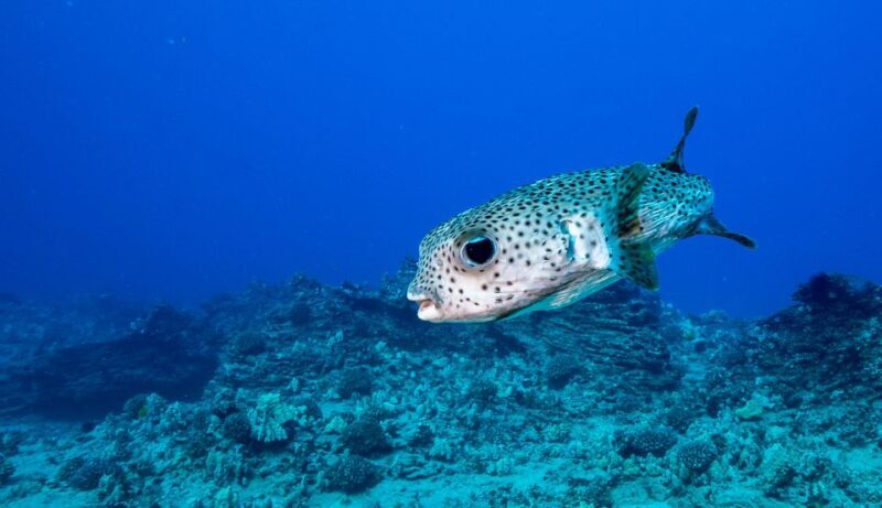 Oahu: Shallow Reef Scuba Dive for Certified Divers - Exploring the Underwater Wonders of Oahu: A Shallow Reef Scuba Adventure for Certified Divers