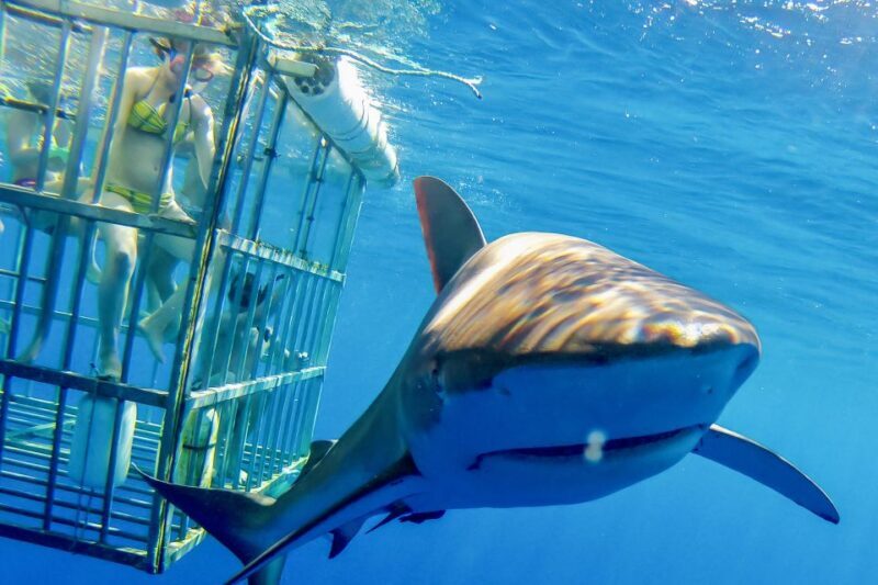 Oahu: Shark Cage Dive on the North Shore - Who Would Love This Tour?