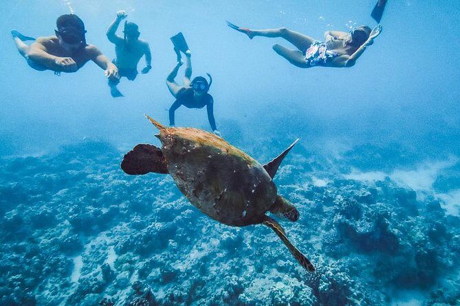Oahu Small Group Snorkel Tour with Yacht Cruise - Who Will Love This Tour?