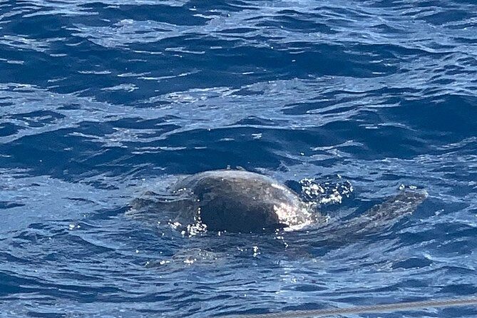 Oahu Small Group Snorkel Tour with Yacht Cruise - Wrapping It Up