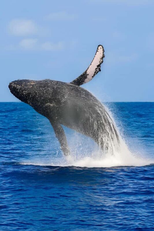 Oahu: Small-Group Whale Watching Sail with Local Crew - Key Points