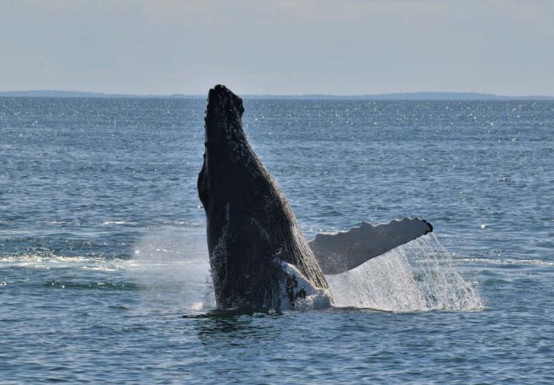 Oahu: Small-Group Whale Watching Sail with Local Crew - Analyzing the Value