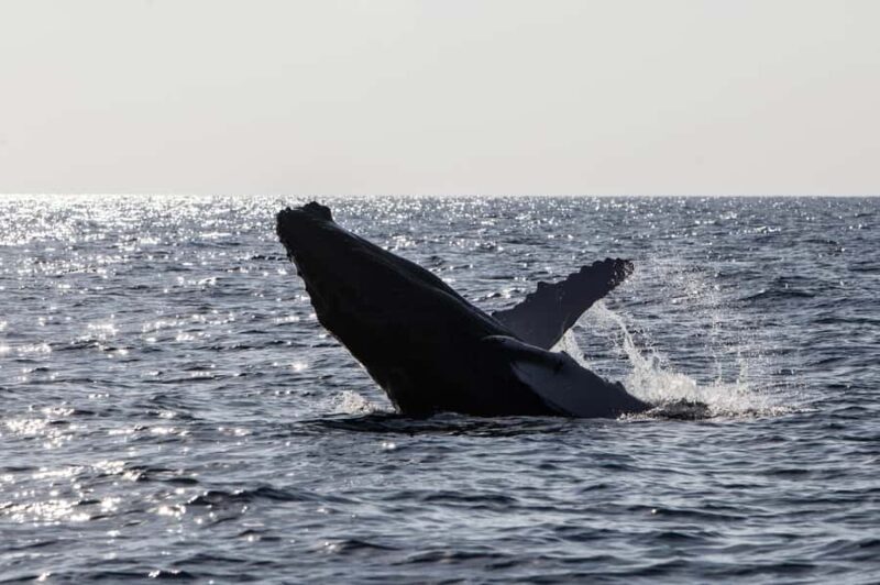 Oahu: Small-Group Whale Watching Sail with Local Crew - Who Should Consider This Tour?