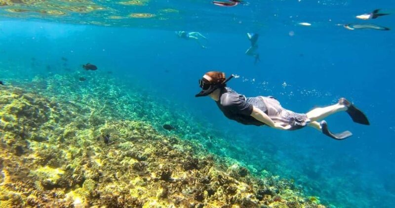 Oahu: Snorkel Adventure in Marine Sanctuary - Oahu: Snorkel Adventure in Marine Sanctuary — A Clear-Water Escape