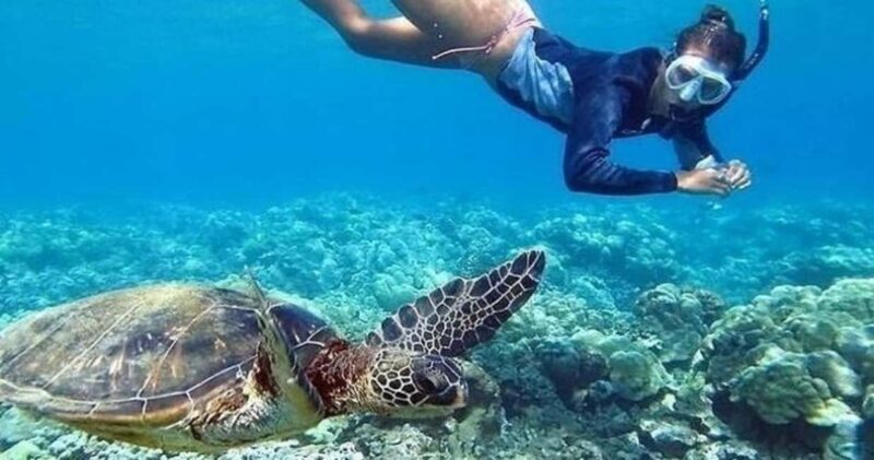 Oahu: Snorkel Adventure in Marine Sanctuary - Who Will Love This Tour?