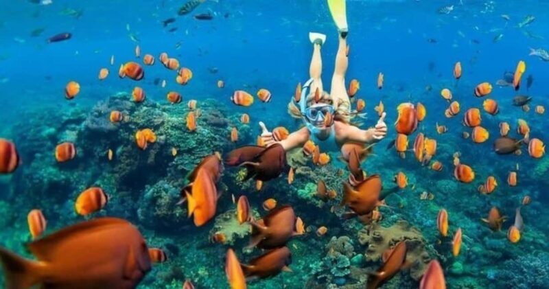 Oahu: Snorkel Adventure in Marine Sanctuary - Exploring the Experience in Detail