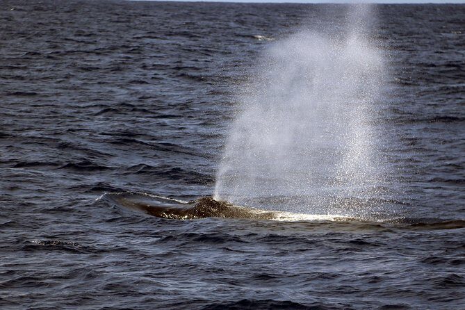 Oahu: Snorkeling and Dolphin Watch Cruise With Hawaiian Buffet - FAQ