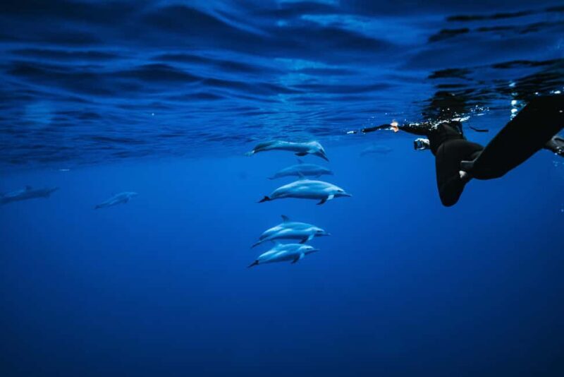 Oahu: Speedboat Snorkeling Adventure and Wild Dolphin Swim - The Experience in Detail