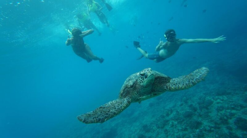 Oahu: Speedboat Snorkeling Adventure and Wild Dolphin Swim - Practical Tips for Your Trip