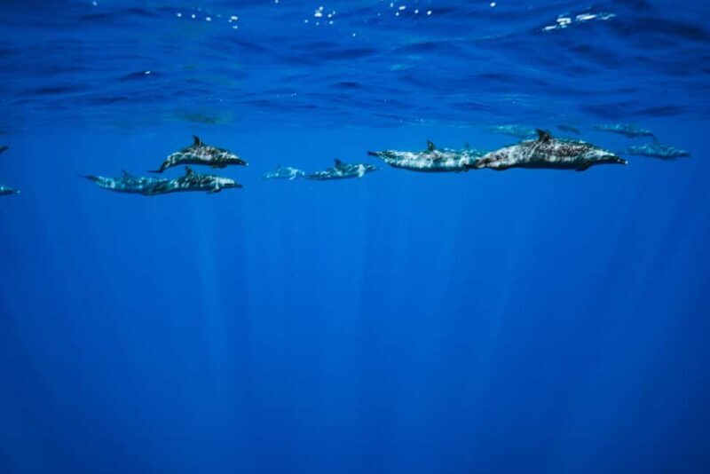 Oahu: Speedboat Snorkeling Adventure and Wild Dolphin Swim - The Sum Up