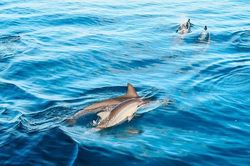 Oahu: Swim with Dolphins, Turtle Snorkel Tour and Waterslide - A Detailed Look at the Oahu Dolphin and Turtle Tour