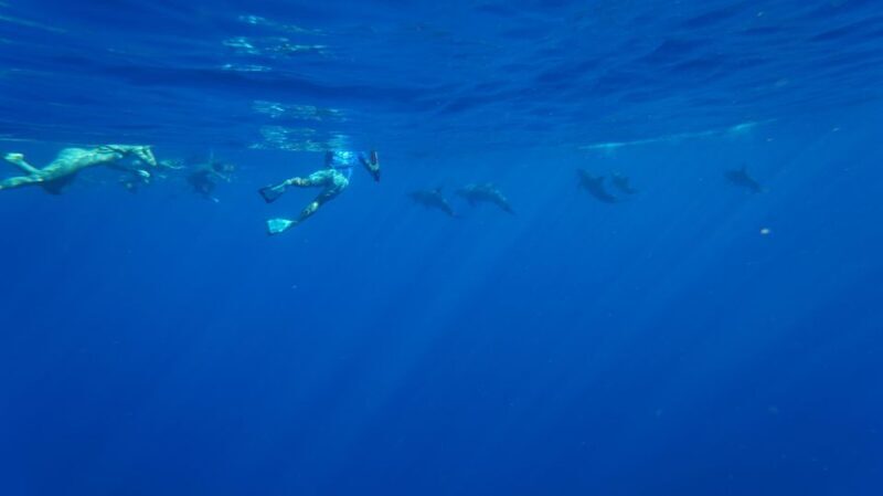 Oahu: Swim with Dolphins, Turtle Snorkel Tour and Waterslide - What to Consider Before Booking