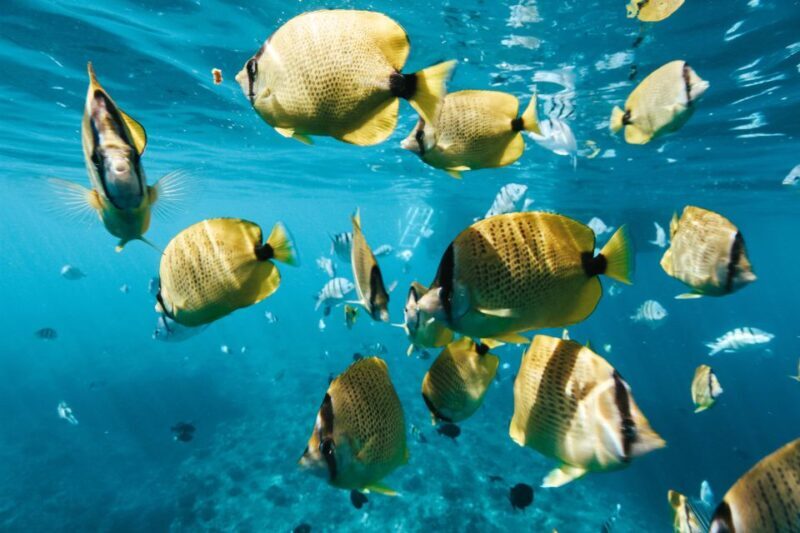Oahu: Swim with Dolphins, Turtle Snorkel Tour and Waterslide - Frequently Asked Questions