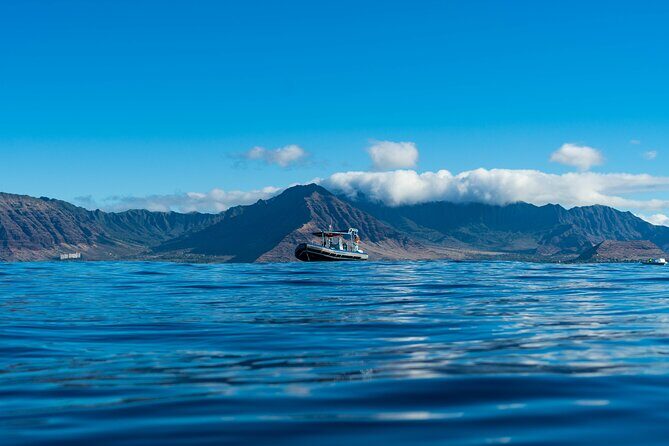 Oahu Swimming with Dolphins Speedboat Adventure - Key Points
