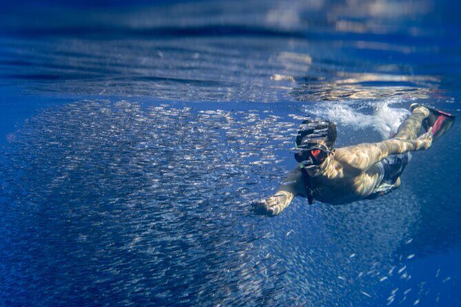 Oahu Swimming with Dolphins Speedboat Adventure - Who Should Consider This Tour?