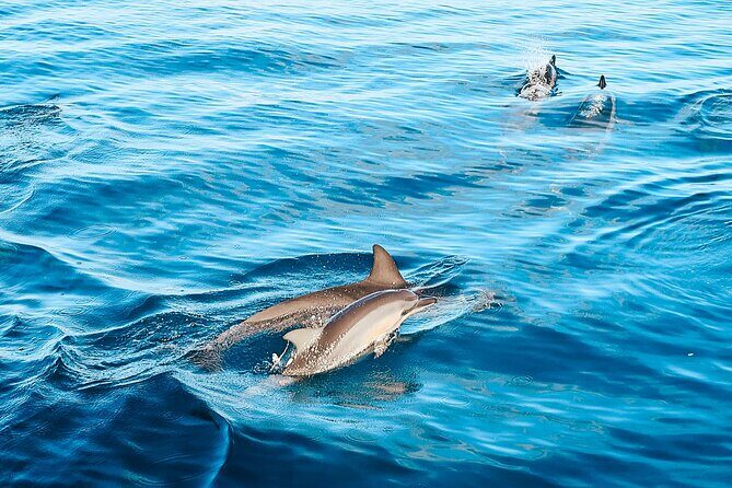 Oahu Swimming with Dolphins Speedboat Adventure - Final Thoughts