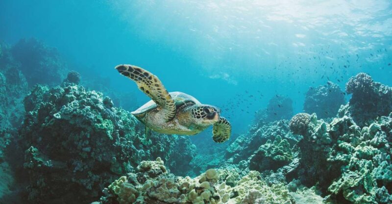 Oahu: Turtle Canyon Snorkeling Boat Tour - The Sum Up