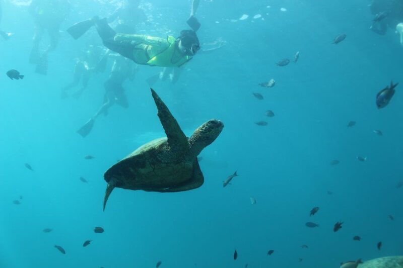 Oahu: Turtle Canyon Snorkeling & Hula Show - The Sum Up