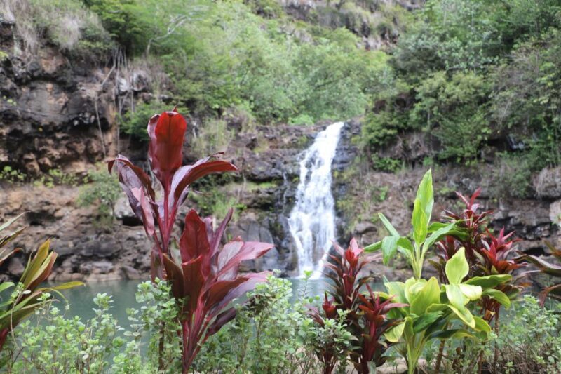 Oahu: Valley of Waimea Falls Swim & Hike with Lunch & Dole - Authentic Hawaiian Experiences That Matter