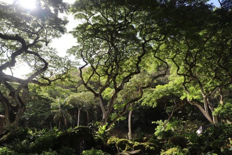 Oahu: Valley of Waimea Falls Swim & Hike with Lunch & Dole - Final Thoughts